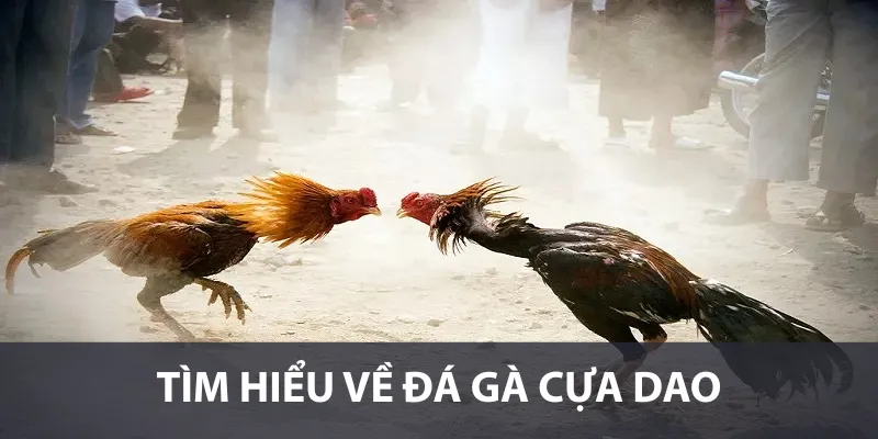Đá gà cựa dao là gì?